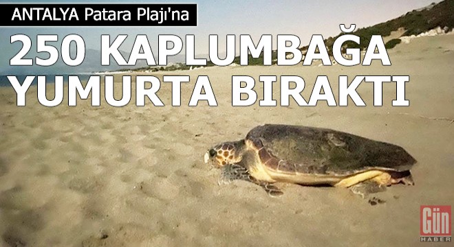 Patara Plajı na 250 deniz kaplumbağası yumurta bıraktı