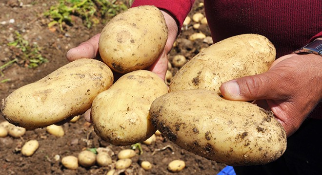 Patates üretimi tam kapanmada da sürüyor