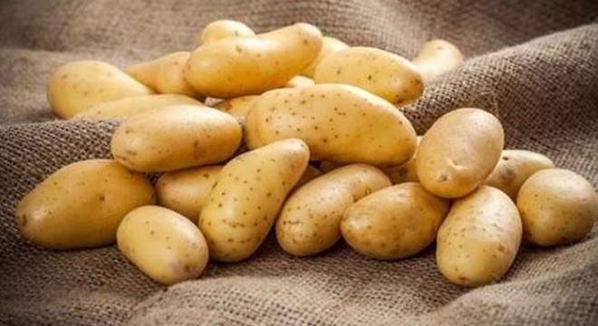 Patateste 40 bin ton rekolte bekleniyor