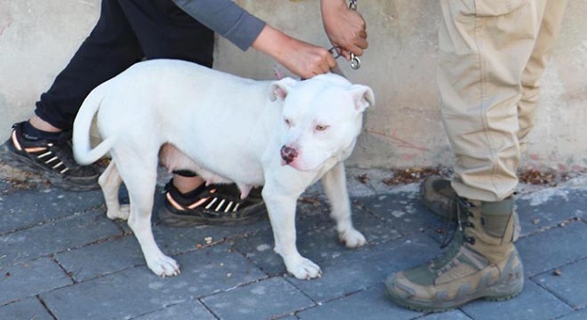 Pitbull cinsi köpeği evine götürürken polise yakalandı
