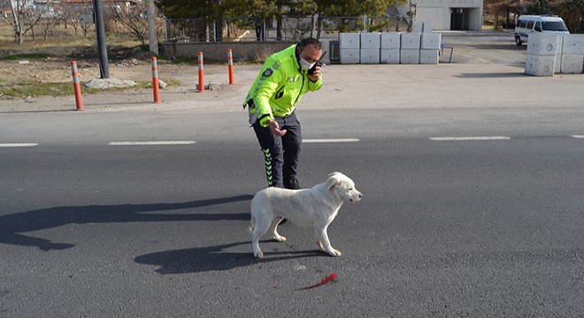 Polis, aracın çarptığı yaralı köpek için trafiği durdurdu