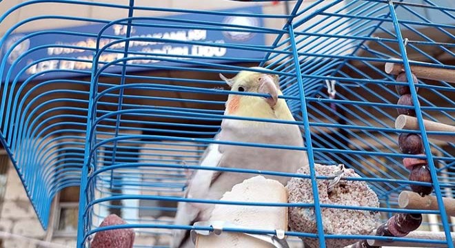 Polis, enkazdan çıkarılan papağana sahip çıktı