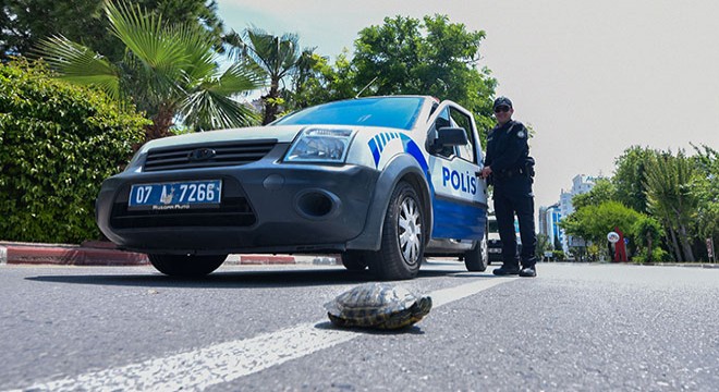 Polis kaplumbağa için yolu kesti