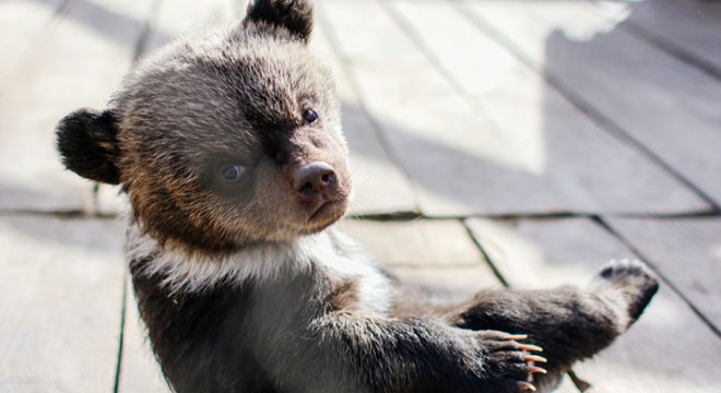 Polisi şaşkına çeviren ihbar: Otelde yavru ayılar var
