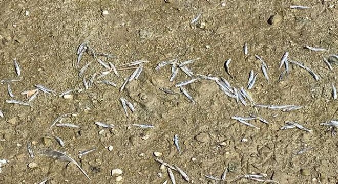 Porsuk Barajı’ndaki balık ölümleri endişe yarattı
