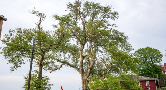 Porsuk ağacı, 4 bin yıl daha yaşayabilir