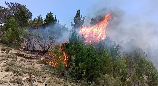 Pozantı da orman yangını; 20 dönüm alan zarar gördü