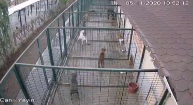 Rehabilitasyon merkezinde köpeklere eziyet iddiası