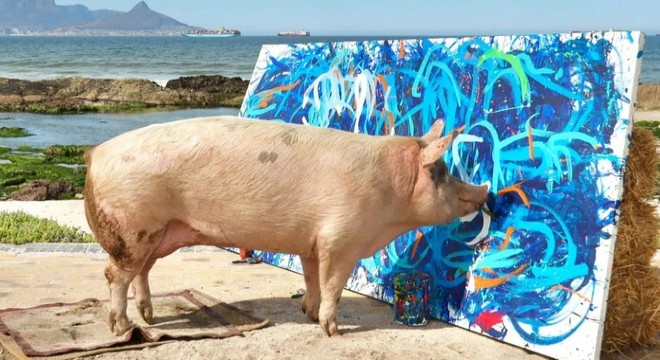 Ressam domuz ‘Pigcasso’ hayatını kaybetti