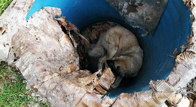 Rögara düşen sokak köpeği kurtarıldı