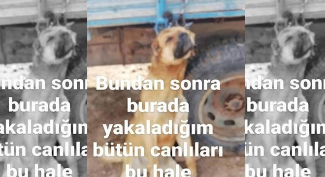 Römorka asılı köpek fotoğrafı paylaştı, gözaltına alındı
