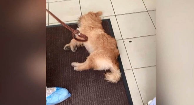 Rusya’da veteriner, ölmek üzere olan köpeği tedavi etmedi