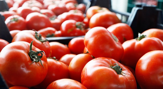Rusya nın koyduğu domates kotasının Antalya da dolması imkansız