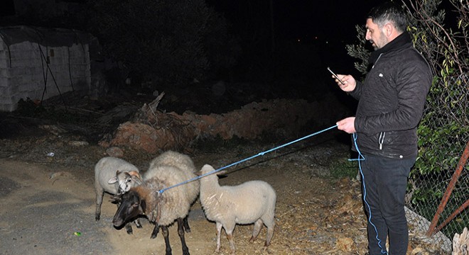 Sahipsiz koyunlar belediye korumasında