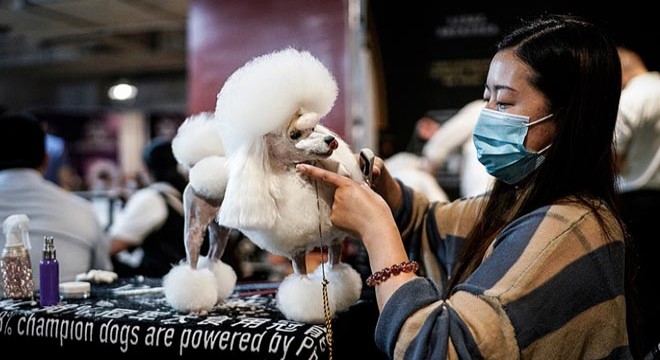 Salgının çıktığı Vuhan’da köpek güzellik yarışması