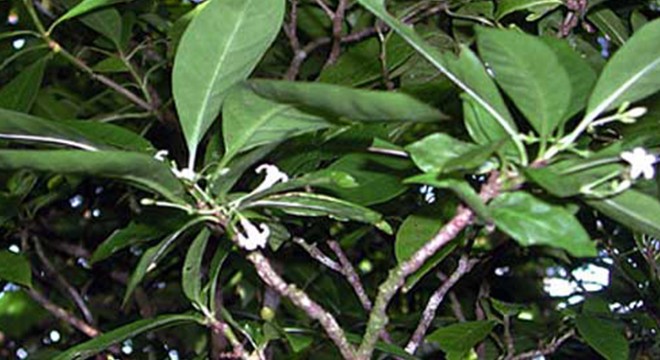 Samoa Adası’nda yetişen Ibuprofen kadar etkili bitki: Matalafi