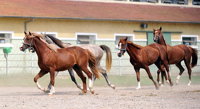 Şampiyon safkan Arap atlarının tayları, Karacabey de yetiştiriliyor