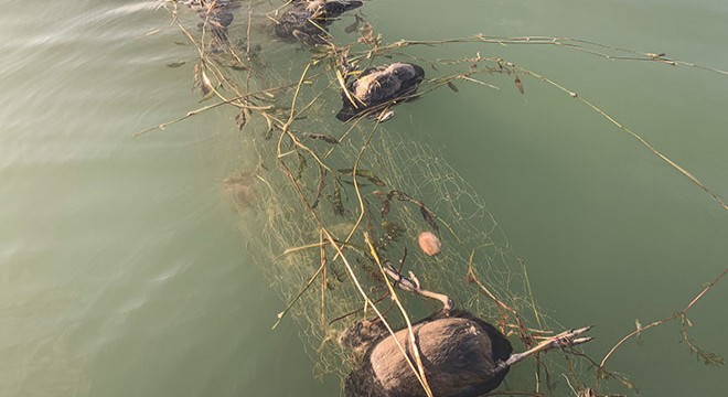 Sapanca gölünde  hayalet ağ  katliamı