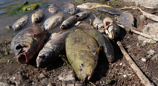 Sarımehmet Baraj Gölü nde balık ölümlerine inceleme