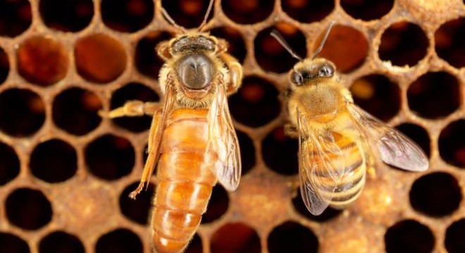 Sarp Gümrük Kapısı nda, 1500 canlı kraliçe arı ele geçirildi