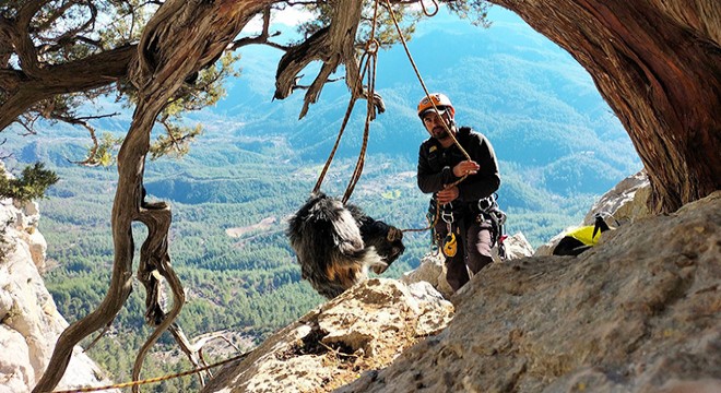 Sarp arazide mahsur kalan 7 keçiyi gönüllü dağcılar kurtardı