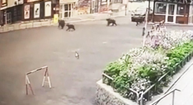 Şehre inen ayı ve yavrularını polis kovaladı