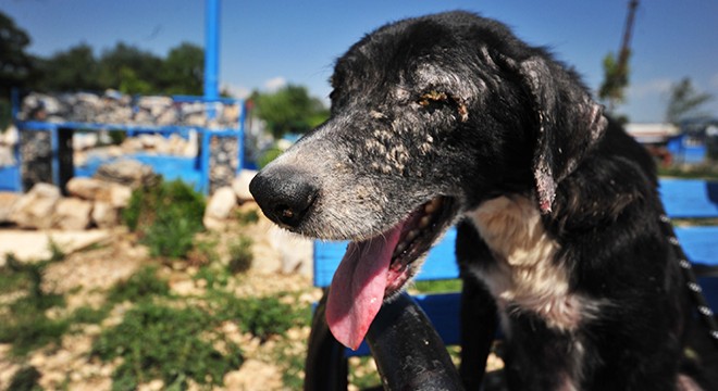 Sel felaketinden kurtarılan 30 köpek, tedavi ediliyor