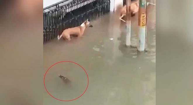 Sel suları ile şehre gelen timsah, köpeğe saldırdı