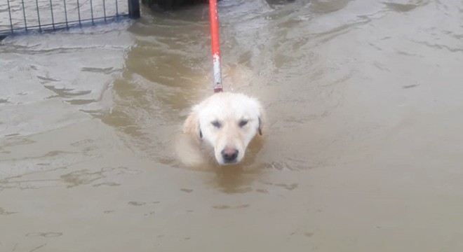 Sel sularında mahsur kalan köpek kurtarıldı