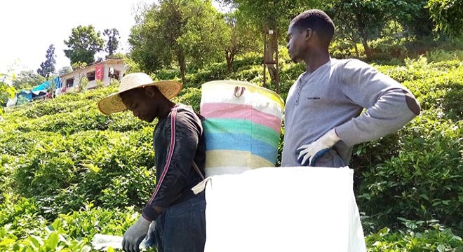 Senegalli işçiler, çay toplamayı internetten öğrenmiş