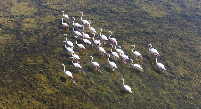 Serçin e flamingo akını