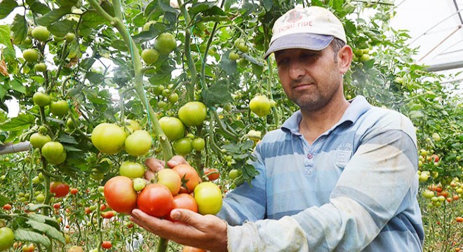 Serik te domates üretimi sürüyor