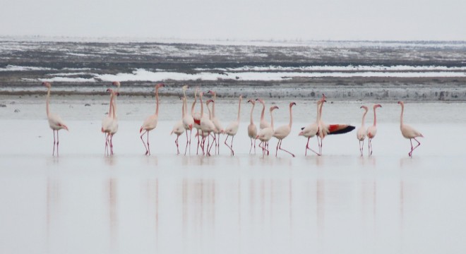 Seyfe Gölü ndeki kuşlar objektiflere yansıdı
