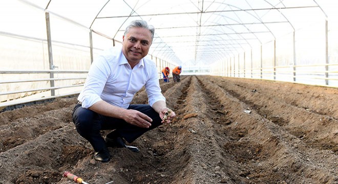 Şifa kaynağı zencefil Muratpaşa da üretiliyor