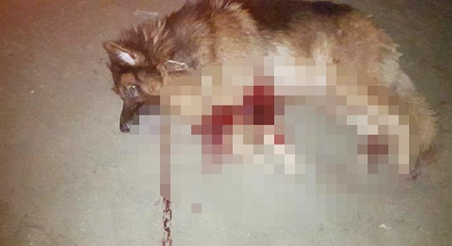 Silahla öldürülmüş köpeğini gören kadın sinir krizi geçirdi