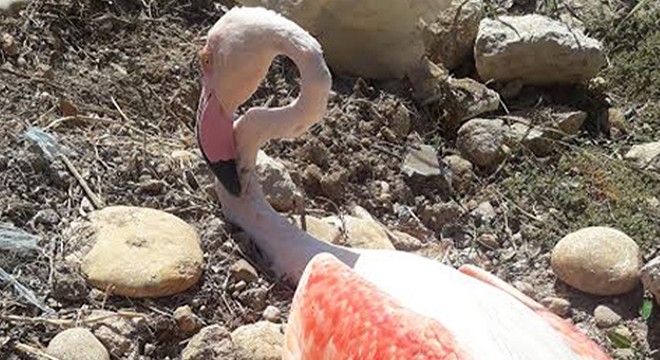 Silahla vurulan flamingoya tedavi