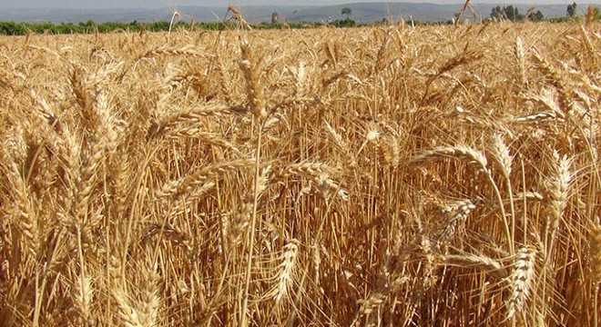 Silifke’de buğday hasadı başladı
