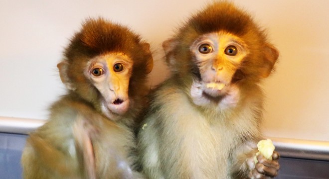 Sınırda yakalanan maymunlar Gaziantep e getirildi