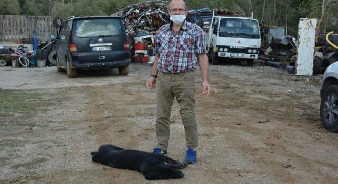 Sinop’ta silahla vurulan sokak köpeğinin bacağı kesildi