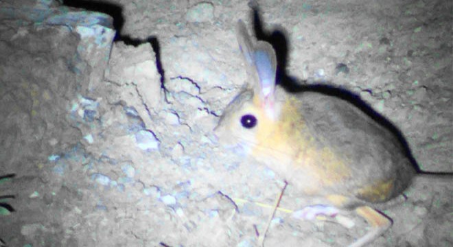 Sivas ta,  Arap tavşanı  görüntülendi