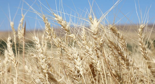 Sivas ta buğday hasadı başladı, 3 milyon dekar biçiliyor