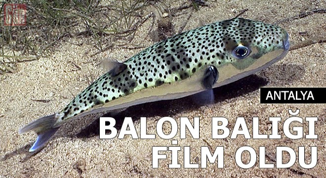 Siyanürden 1200 kat daha zehirli balon balığı film oldu