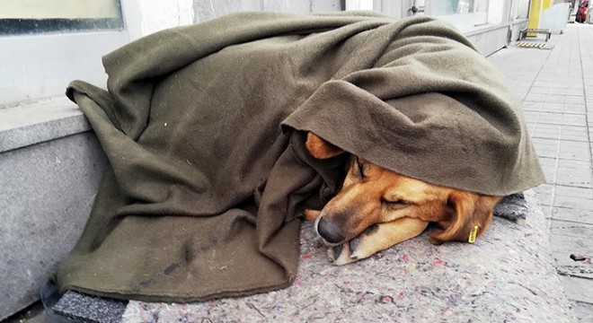 Soğukta üşüyen köpeği battaniye ile ısıttılar