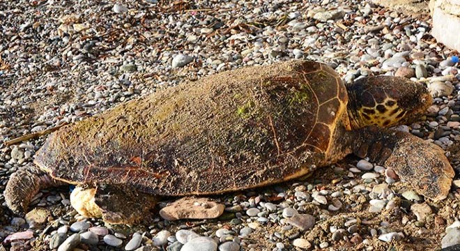 Şoka giren kaplumbağa sahile vurdu