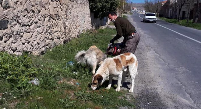 Sokak hayvanları için besleme çalışmaları sürüyor