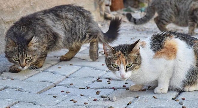 Sokak kedilerini beslerken darbedildi