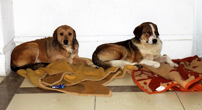 Sokak köpekleri, fırtınadan battaniyeyle korundu