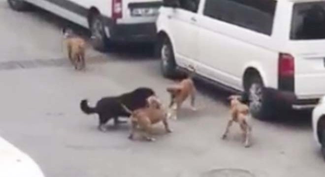 Sokak köpekleri işe giden kadına saldırdı
