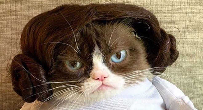Sosyal medya fenomeni ‘Grumpy Cat’ hayatını kaybetti