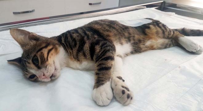 Spastik engelli kediye, kısırlaştırma operasyonu